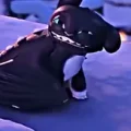 uzum