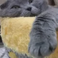 marsilya