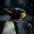 imparator-penguen