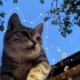 luna-feri