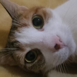 miklik